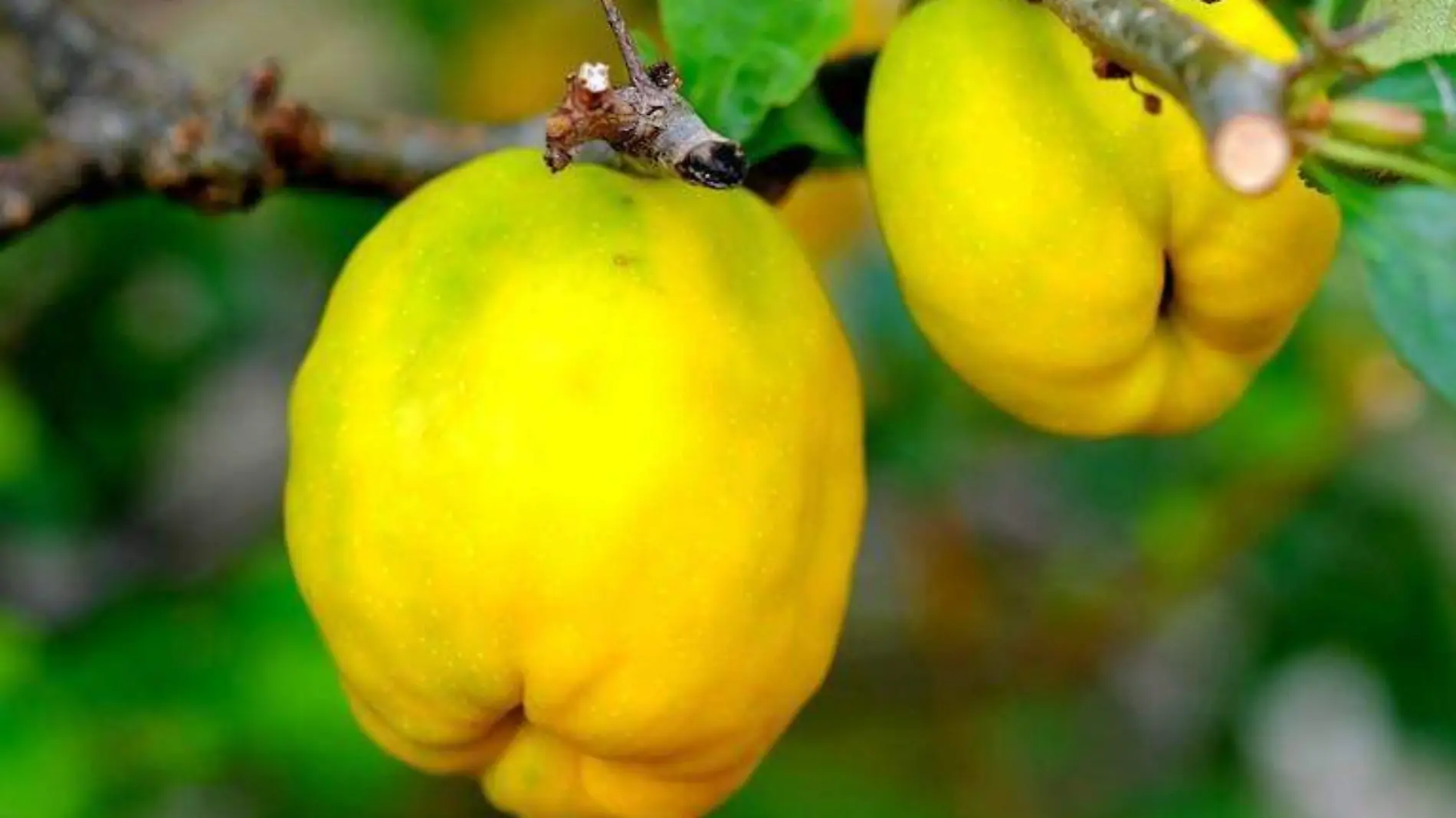 MEMBRILLO Cortesia Gobierno de México